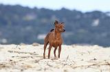 PINSCHER NAIN 019